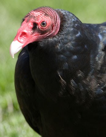 Turkey vultures fly with their