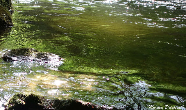 reflets de verdure dans le ruisseau du Sant Montagne Noire tarn