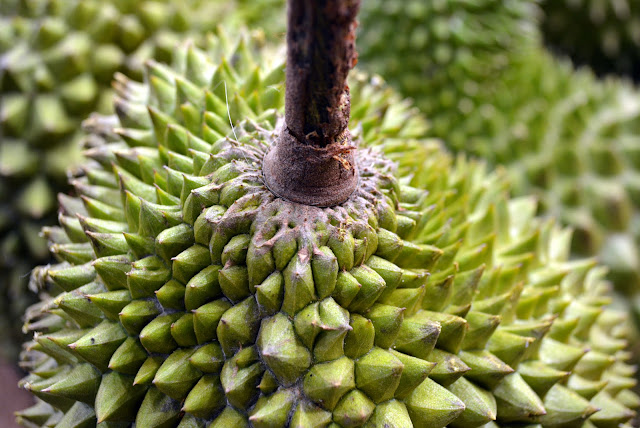 Mao-Shan-Wang-Durian