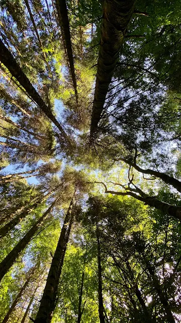 Sky, Forest, Trees, Pine, Bottom View