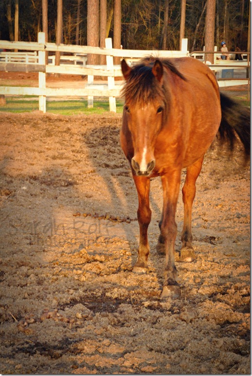 horse-at-dusk-3