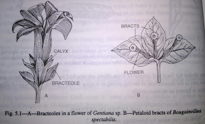 Bracts, Bracteoles , Inflorescence and its types-digieduco