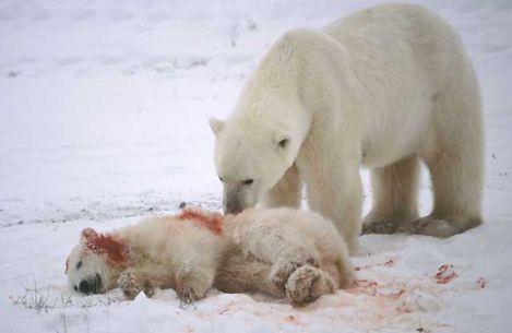 dying baby polar bear and his parent crying