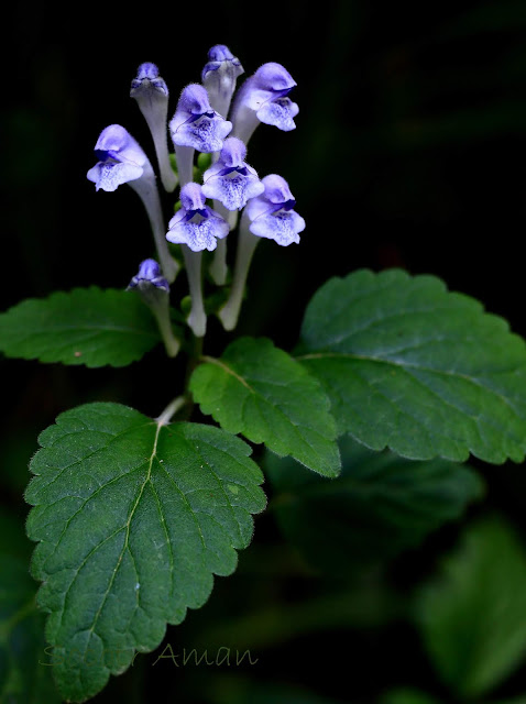 Scutellaria brachyspica