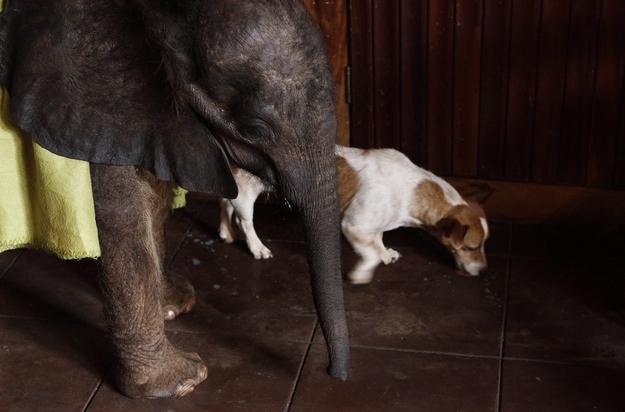 An orphaned baby elephant being raised by humans after his parents was killed by poachers, baby elephant pictures, orphaned animals