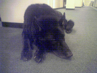 Ivor lying down with head on paws