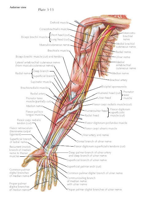 BLOOD SUPPLY OF FOREARM