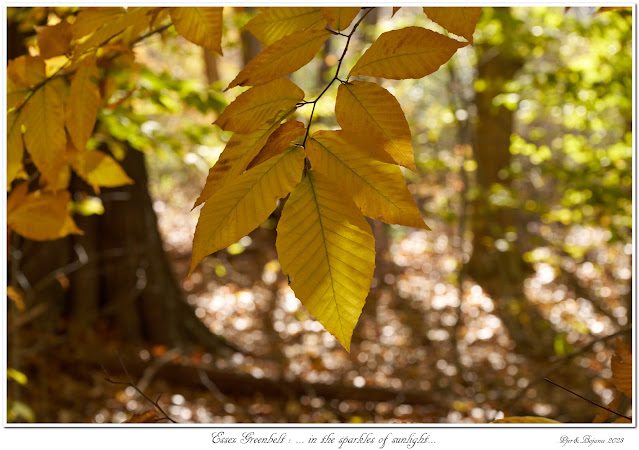 Essex Greenbelt: ... in the sparkles of sunlight...