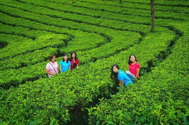 Kebun Teh Tambi Wonosari