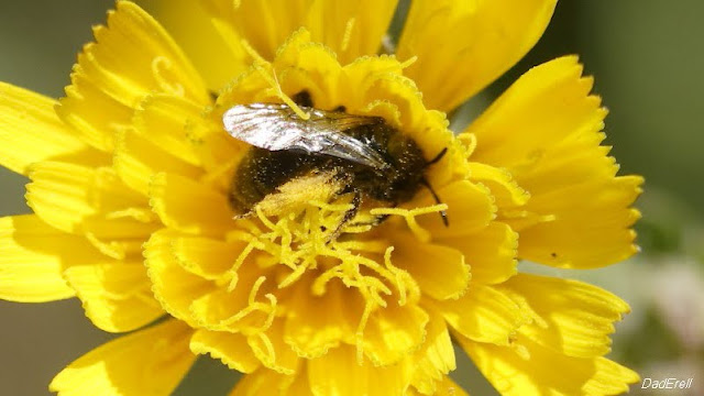 Abeille dans une fleur de picride