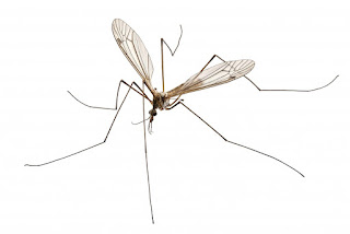 Adult Crane Fly