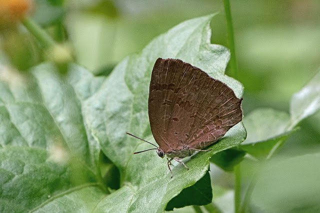 Arhopala rama the Dark Himalayan Oakblue butterfly