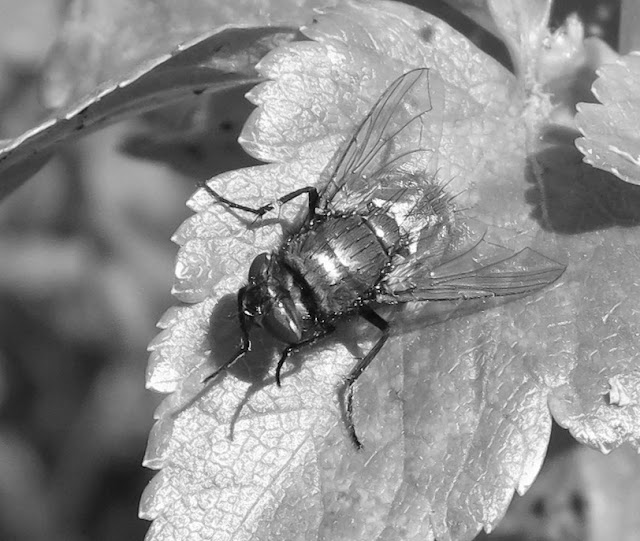 Fly on alexanders leaf in black and white