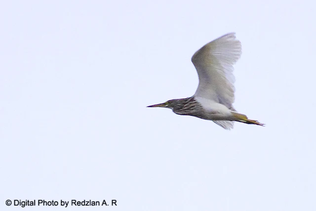 Chinese Heron in Flight