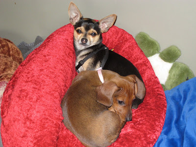 dante and sophie snuggled up on a plush red velvet dog bed