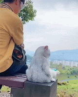 Cute cat GIF • Human and his cat meditating on a bench. It's a beautiful and sweet friendship [ok-cats.com]