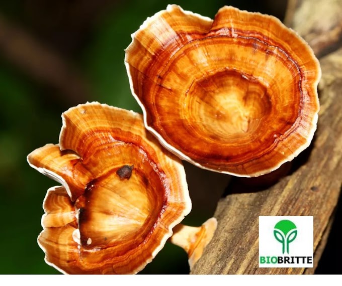 Reishi Mushroom Training In Amravati | Ganoderma Mushroom Farming In Maharashtra | Mushroom Exporter