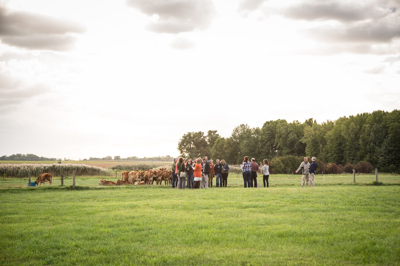 Mingling with the cows