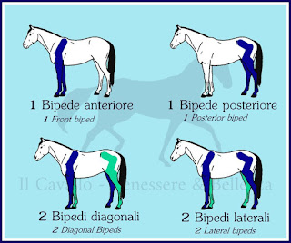 horse's bipeds