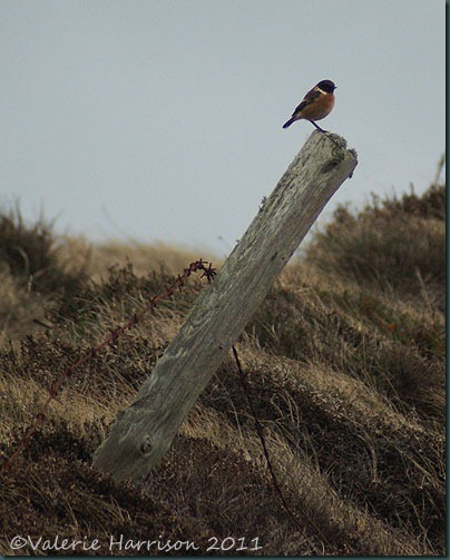 9-stonechat