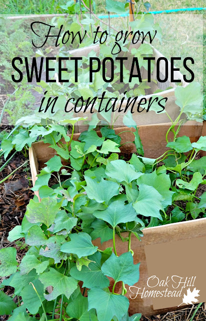 Sweet potato plants growing in a cardboard box