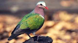 भारत के सभी राज्यों के राज्य पक्षी का नाम | State Bird Name of all the States of India in Hindi
