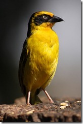 Baglafecht Weaver