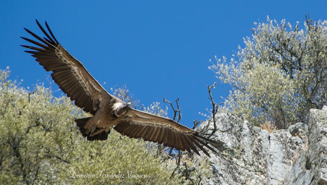 Apacible vuelo de buitre leonado