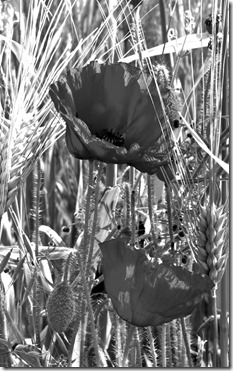 Exercise 3.07 04 green