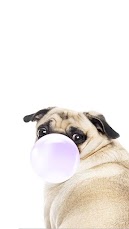 Chewing Gum Pug Wallpaper for iPhone and Android
