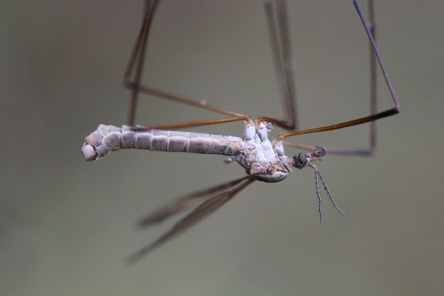 Tierfotos - Insekten - Kohlschnake