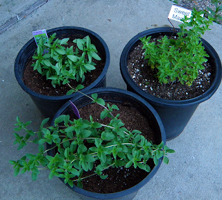 Three Pots of Herb Plants on Patio