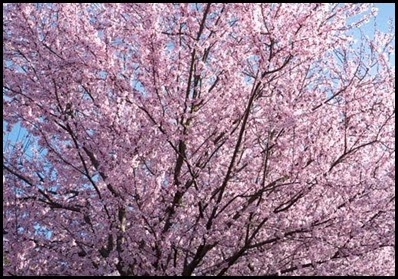 plum1