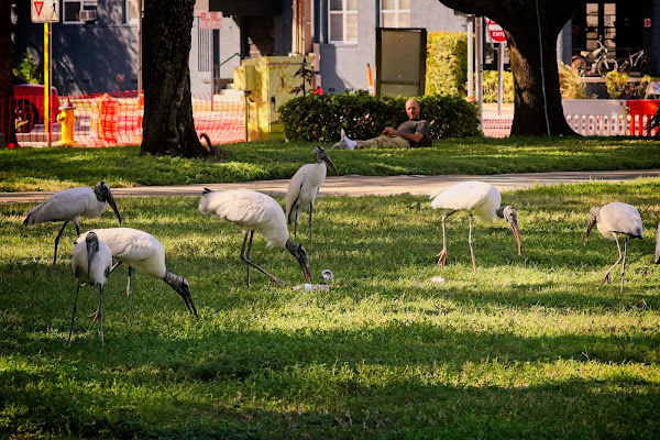 Wood Storks.