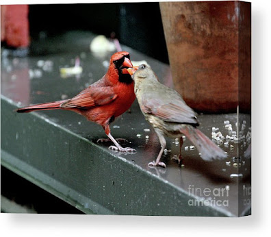 This is a screen shot of a photograph rendered on canvas and available via Fine Art America. It features a male cardinal (left) feeding a female cardinal (right). Info re this print is @ https://fineartamerica.com/featured/cardinal-love-2-patricia-youngquist.html?product=canvas-print