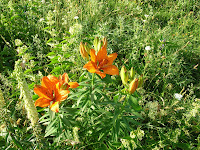 Fiori del Matese