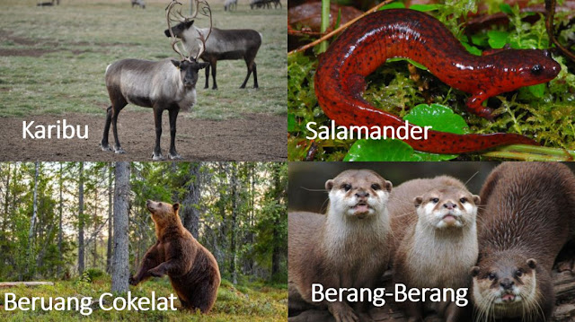 Persebaran Fauna Dunia TERLENGKAP