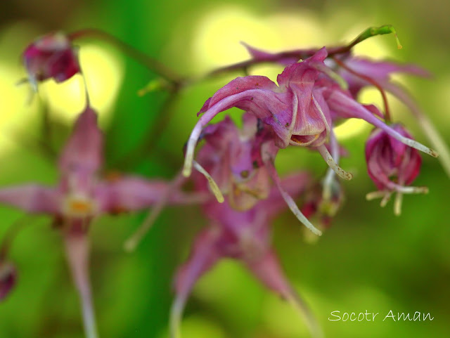 Epimedium grandiflorum