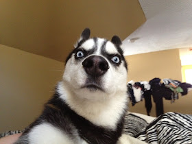funny animals of the week, husky dog is shocked