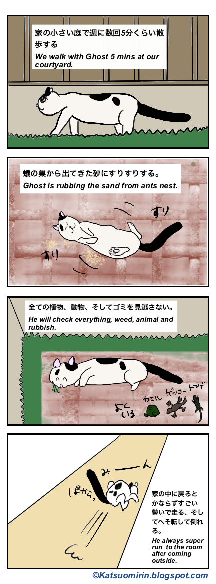 愛猫の庭散歩