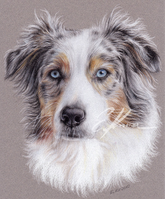 Colored pencil portrait of Australian Shepherd