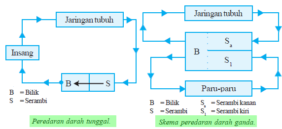 Sistem Transportasi pada Hewan 