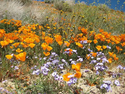 Wildflowers