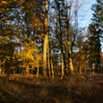 Vis album