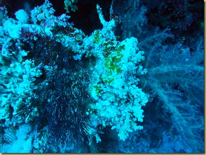 LBS Coral