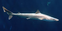 Snapper Shark - Galeorhinus Galeus 