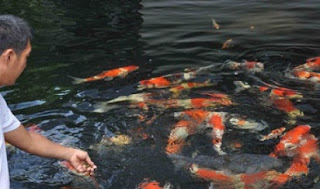 cara budidaya ikan koi di kolam terpal,ikan koi di akuarium,ikan koi di aquarium,ikan koki,ikan cupang,ikan mujair,ikan lele,ikan arwana,