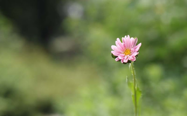 China Aster Flowers Pictures