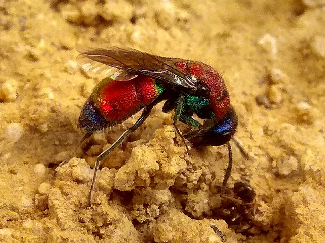 Chrysis viridula