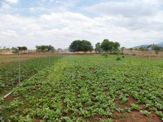 starting vegetable farm